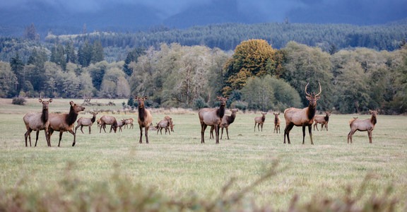 Jewell Meadows Wildlife Area