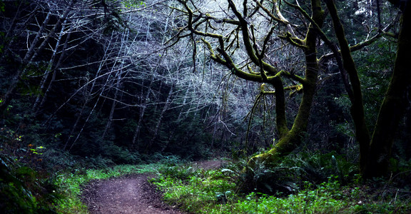 Purisima Creek Trail