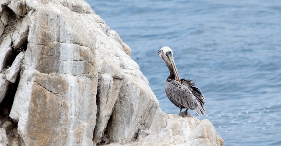 North Shore Trail + Whaler's Knoll