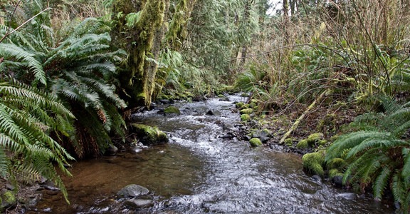 Cape Perpetua Campground