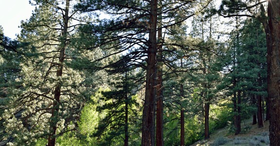 Davis Creek Campground