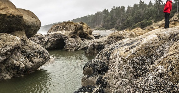 Kalaloch Beach 4
