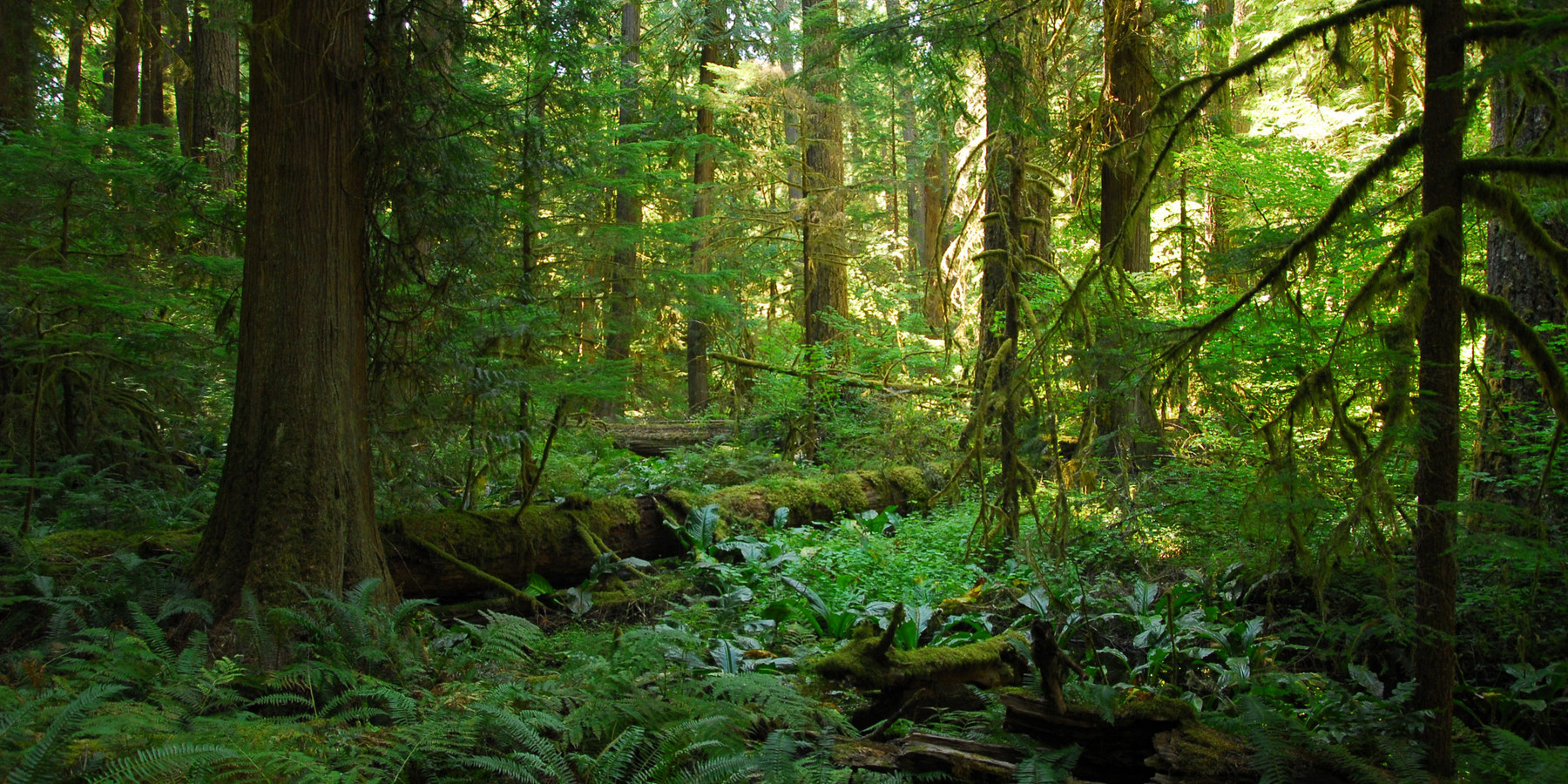 Alder Flats Hike + Campsites Outdoor Project