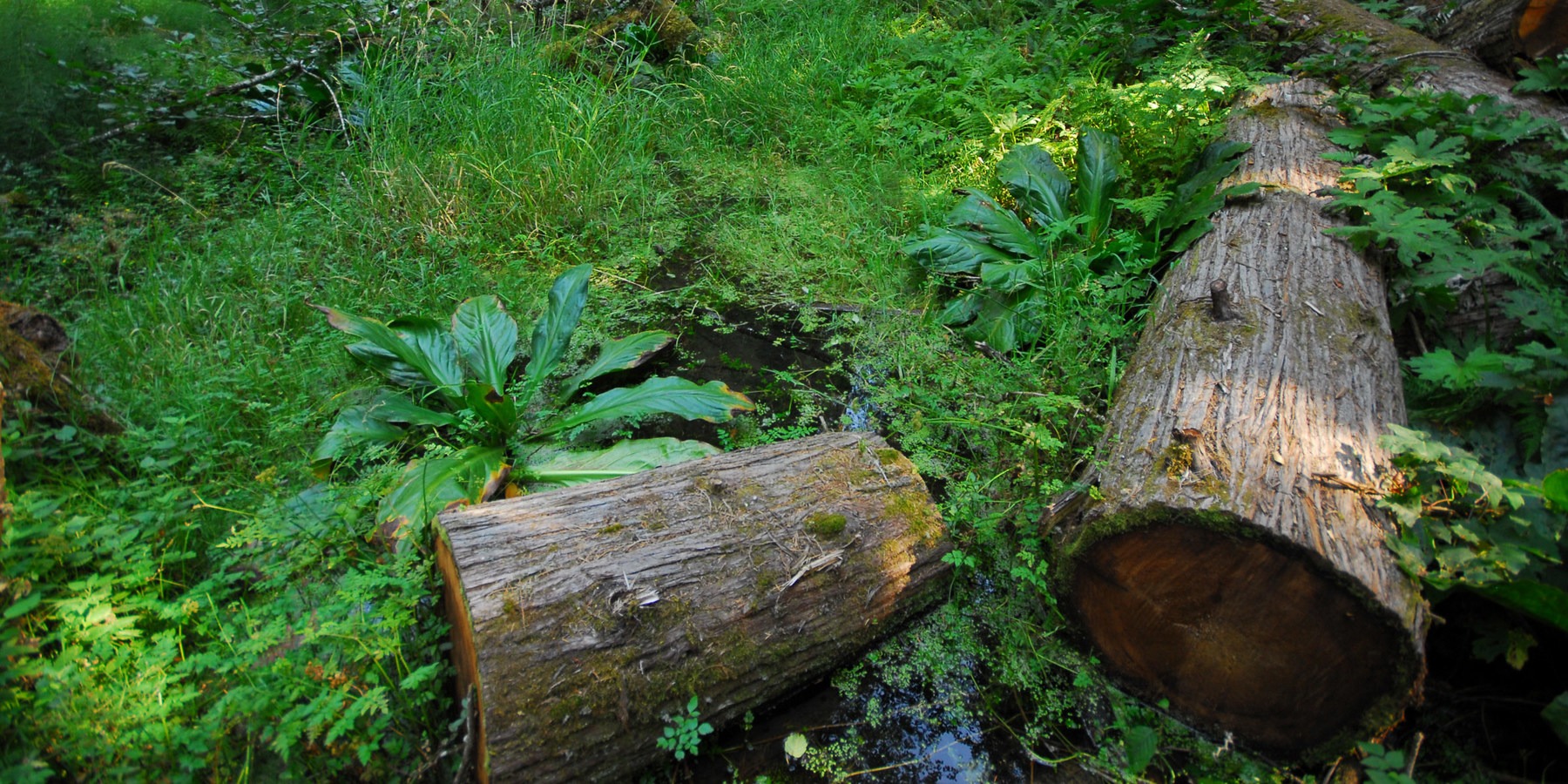 Alder Flats Hike + Campsites Outdoor Project