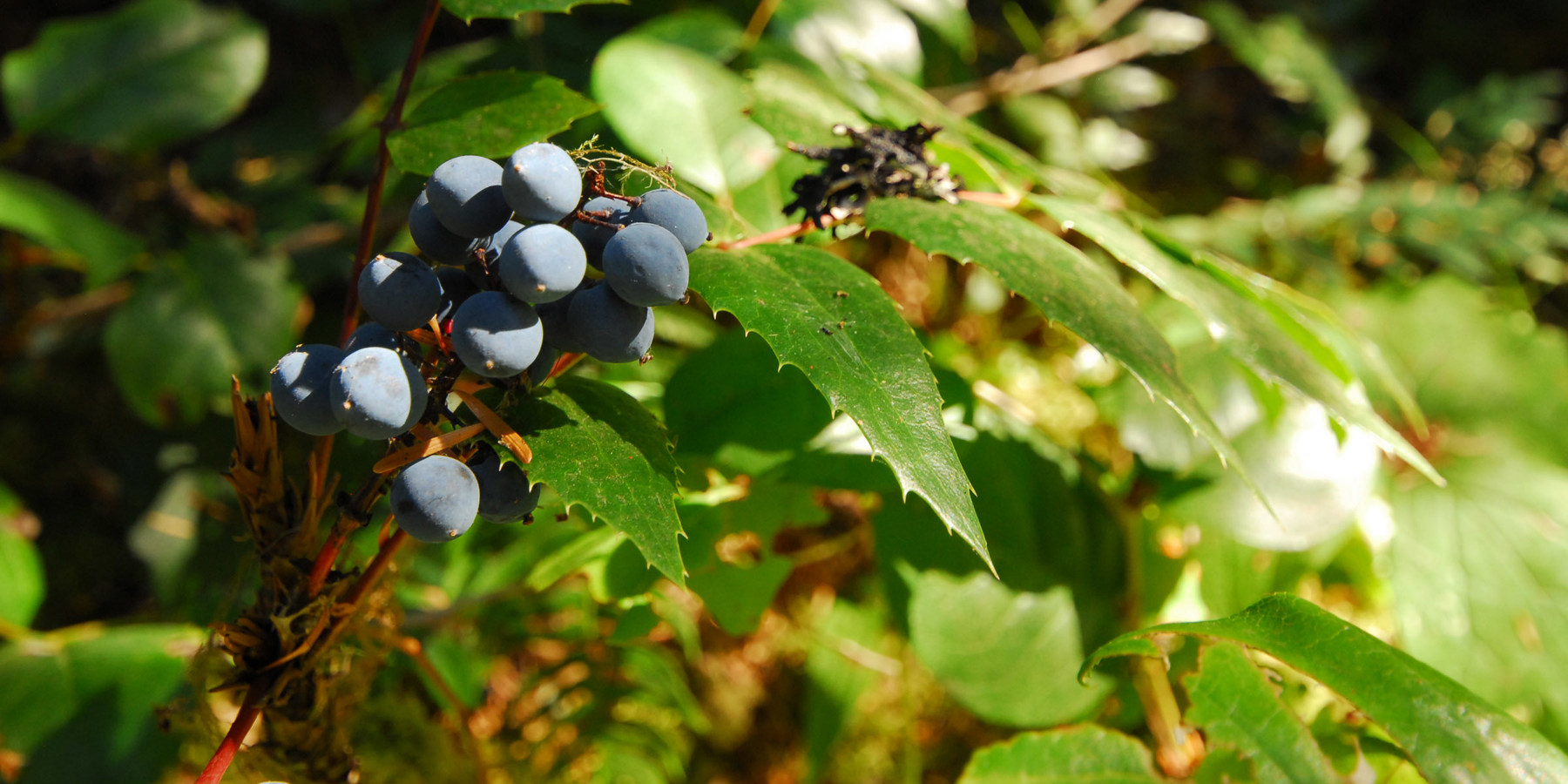 Alder Flats Hike + Campsites Outdoor Project