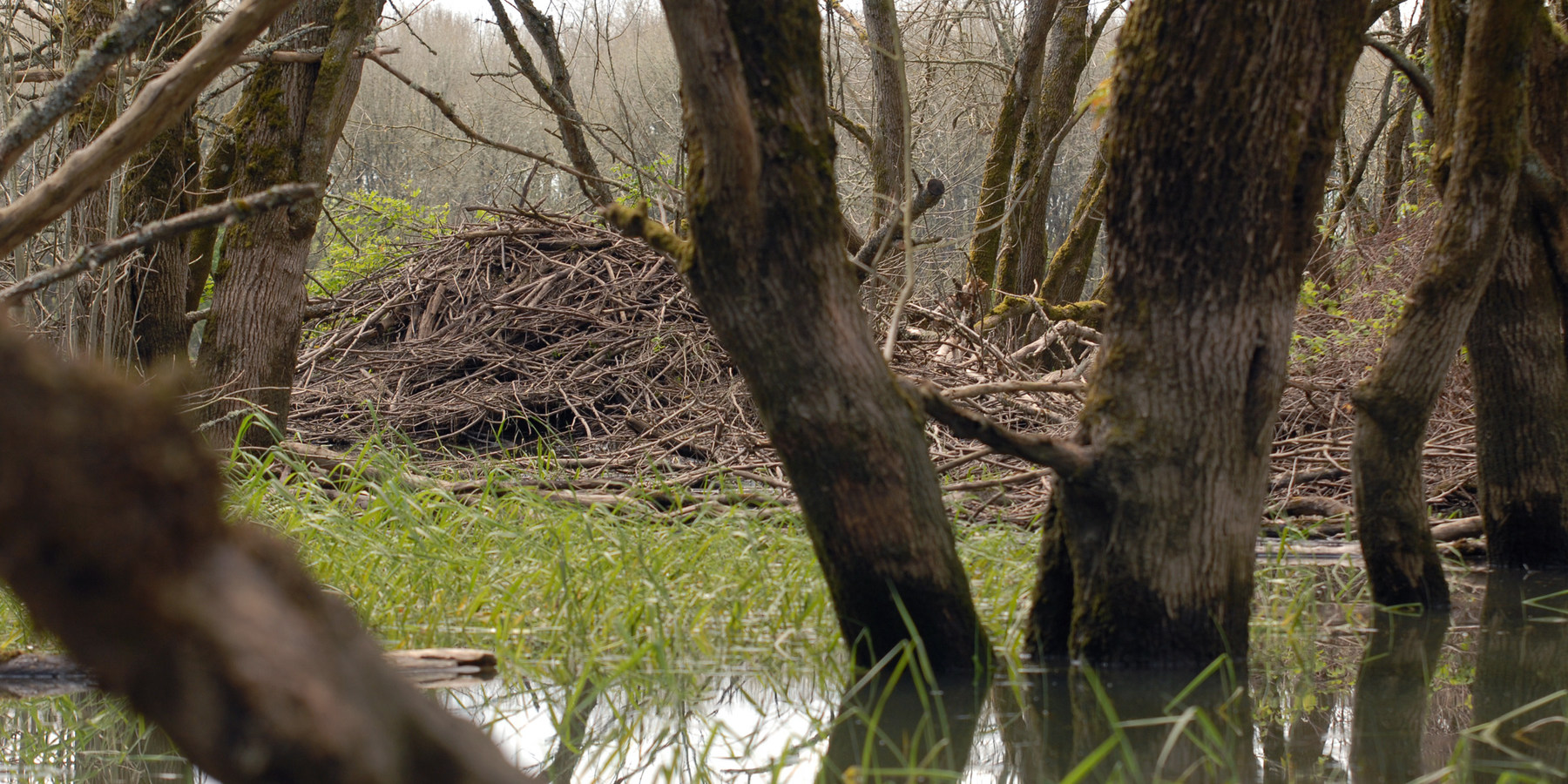 Sturgeon Lake on Sauvie Island Outdoor Project