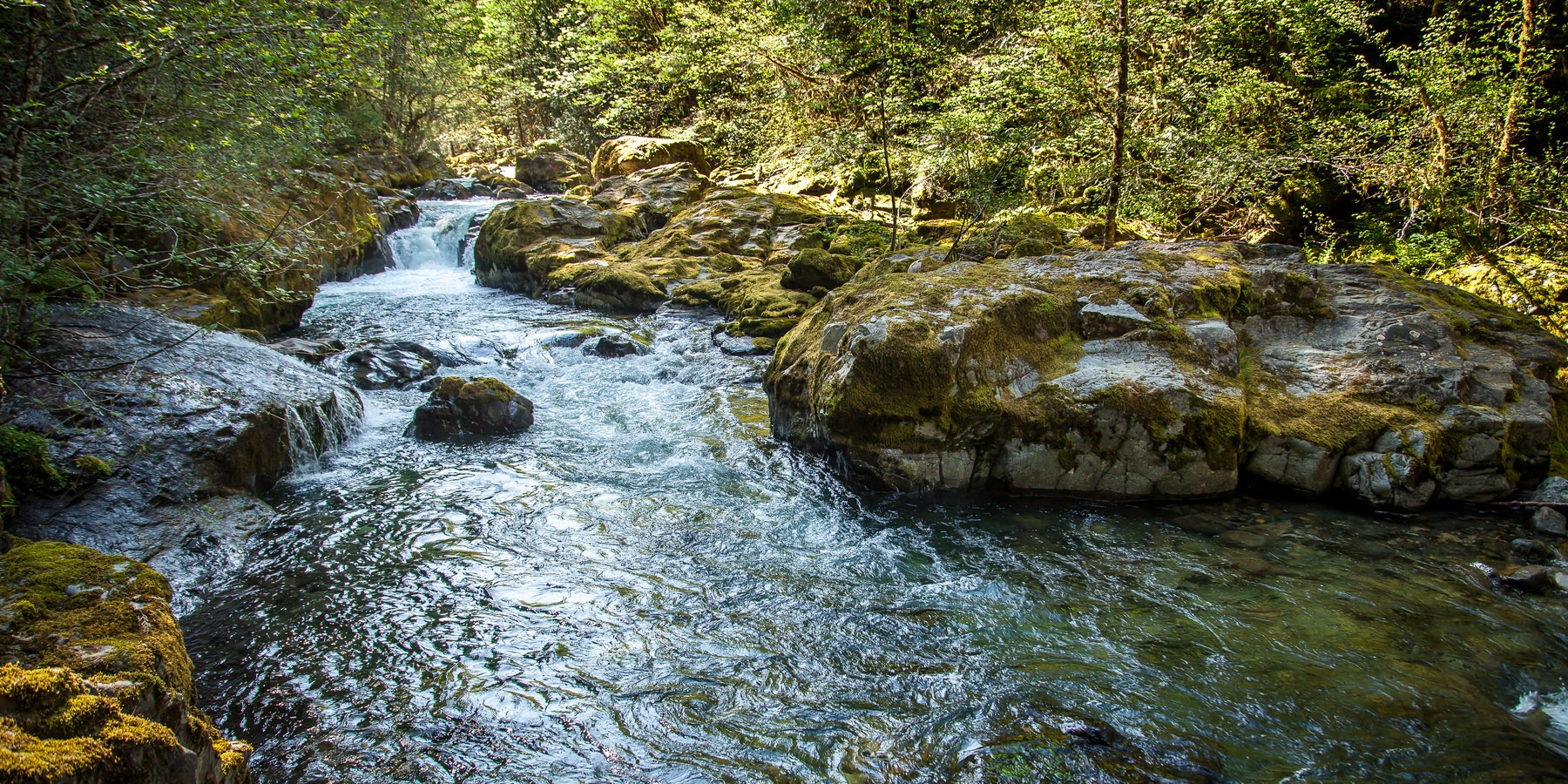 Brice Creek Trail, Champion Creek Trailhead to Lund Campground Hike