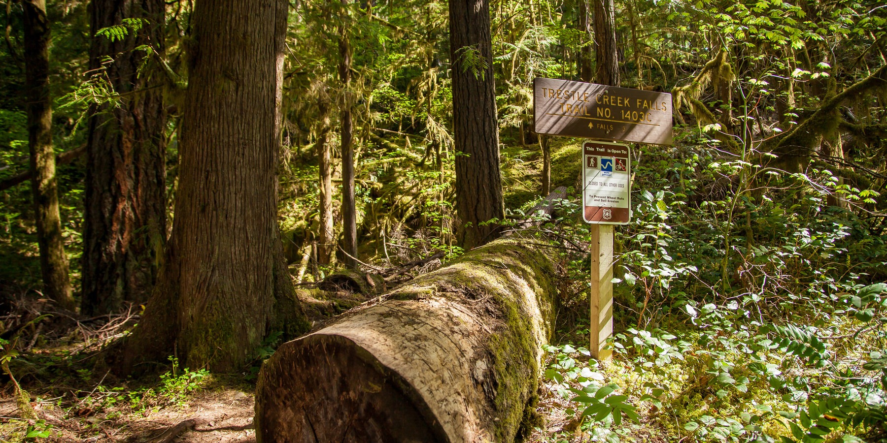 Brice Creek Trail, Champion Creek Trailhead to Lund Campground Hike