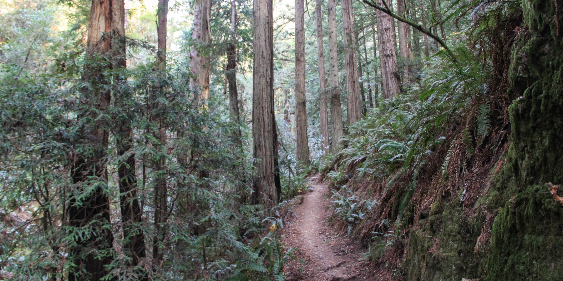 Steep Ravine Trail to Dipsea Trail Loop Outdoor Project