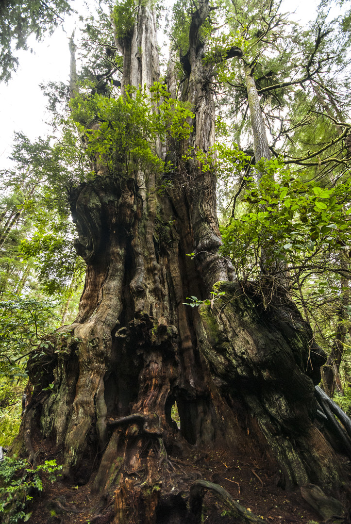 Kalaloch Big Cedar Tree + Grove Outdoor Project