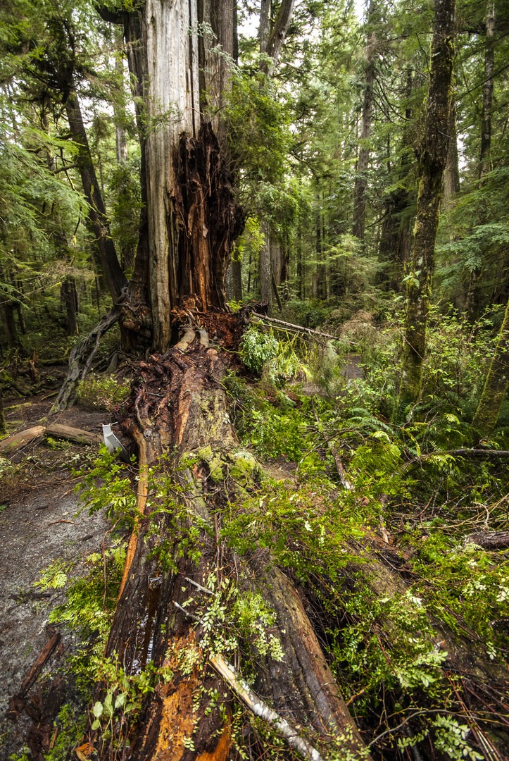 Kalaloch Big Cedar Tree + Grove Outdoor Project