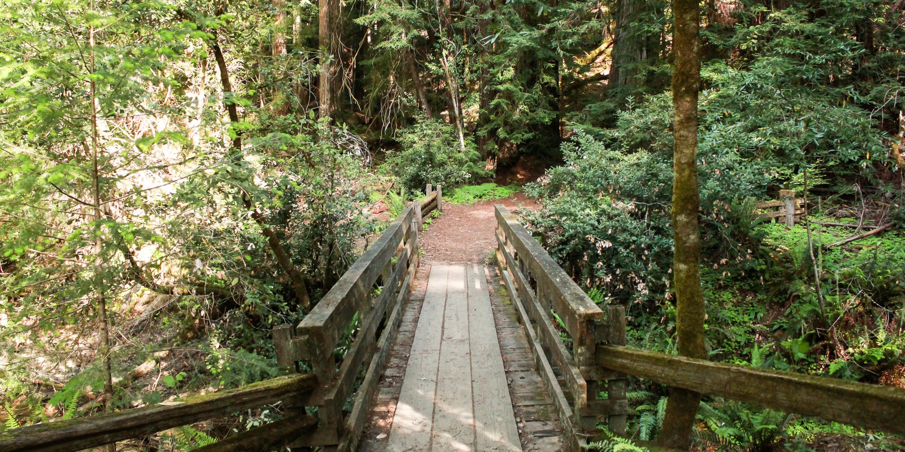 Armstrong Redwoods State Natural Reserve | Outdoor Project