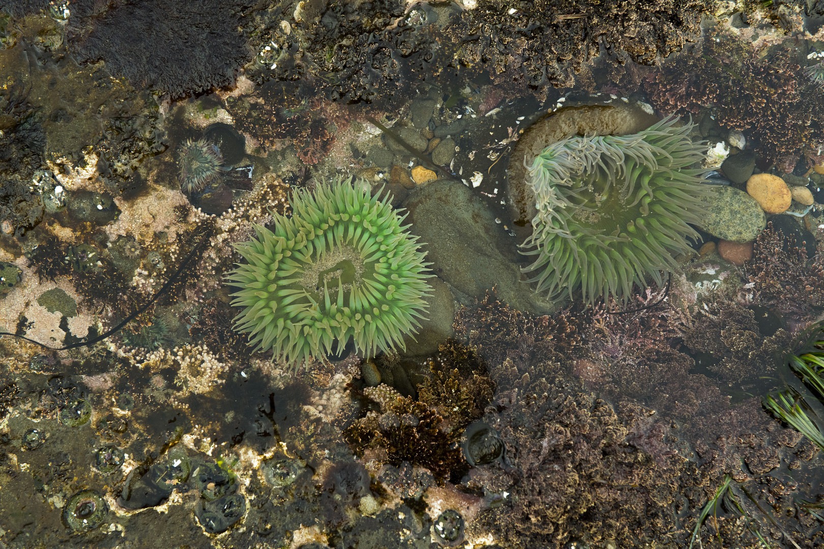 Otter Crest Marine Gardens | Outdoor Project