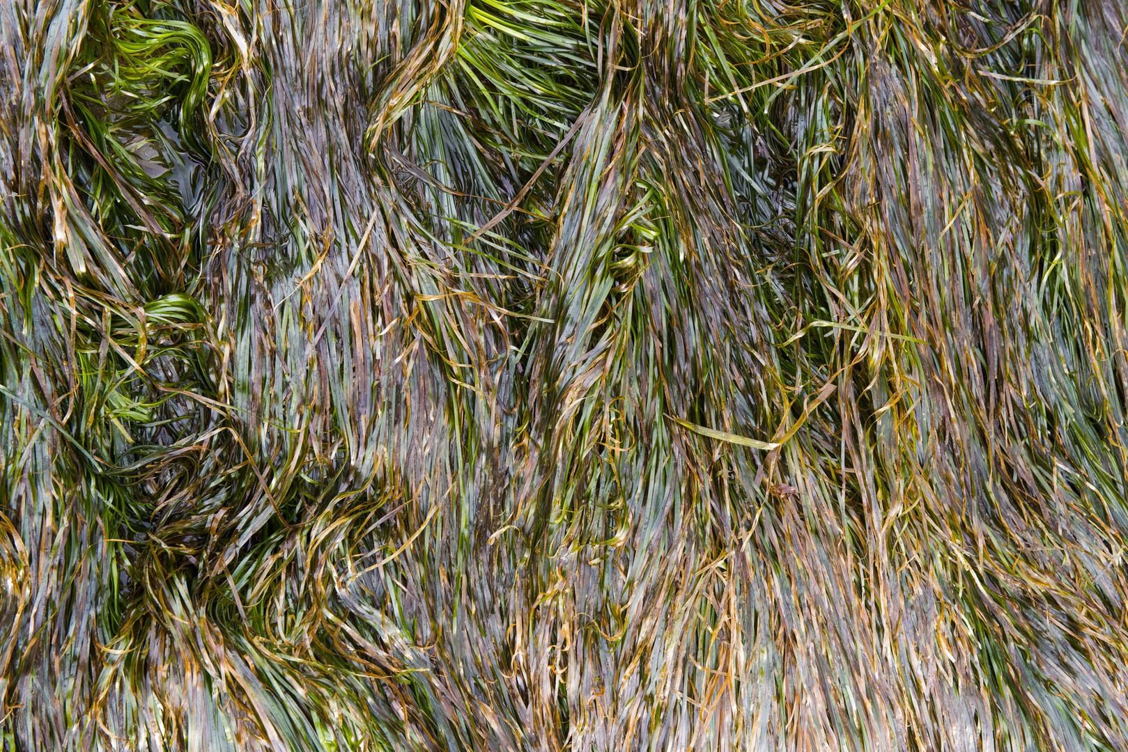 Otter Crest Marine Gardens | Outdoor Project