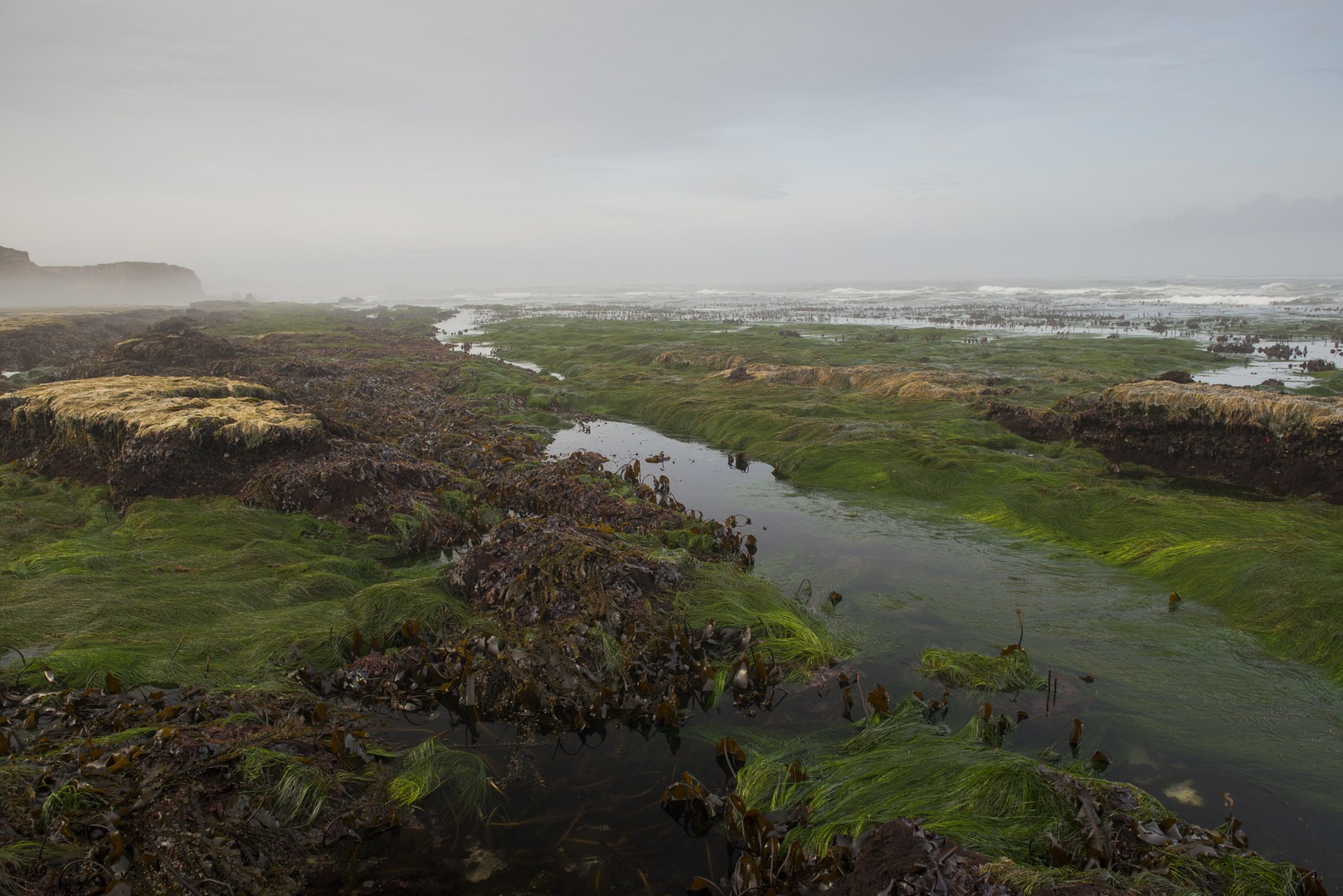 Otter Crest Marine Gardens | Outdoor Project