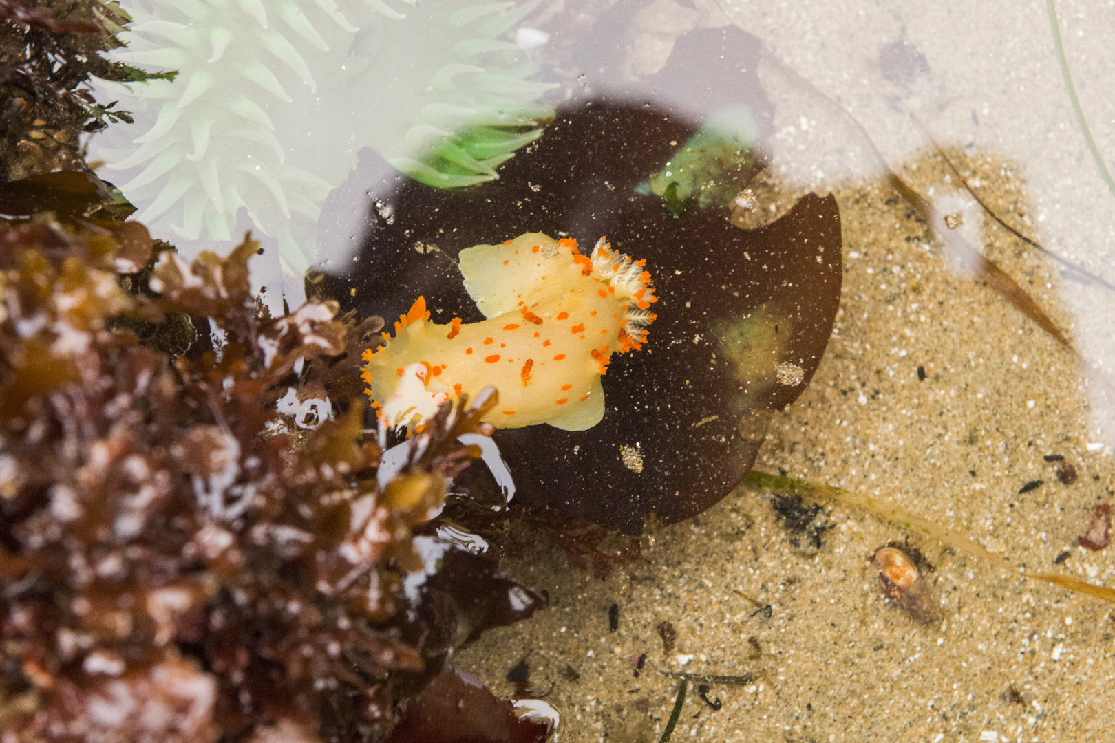 Otter Crest Marine Gardens | Outdoor Project