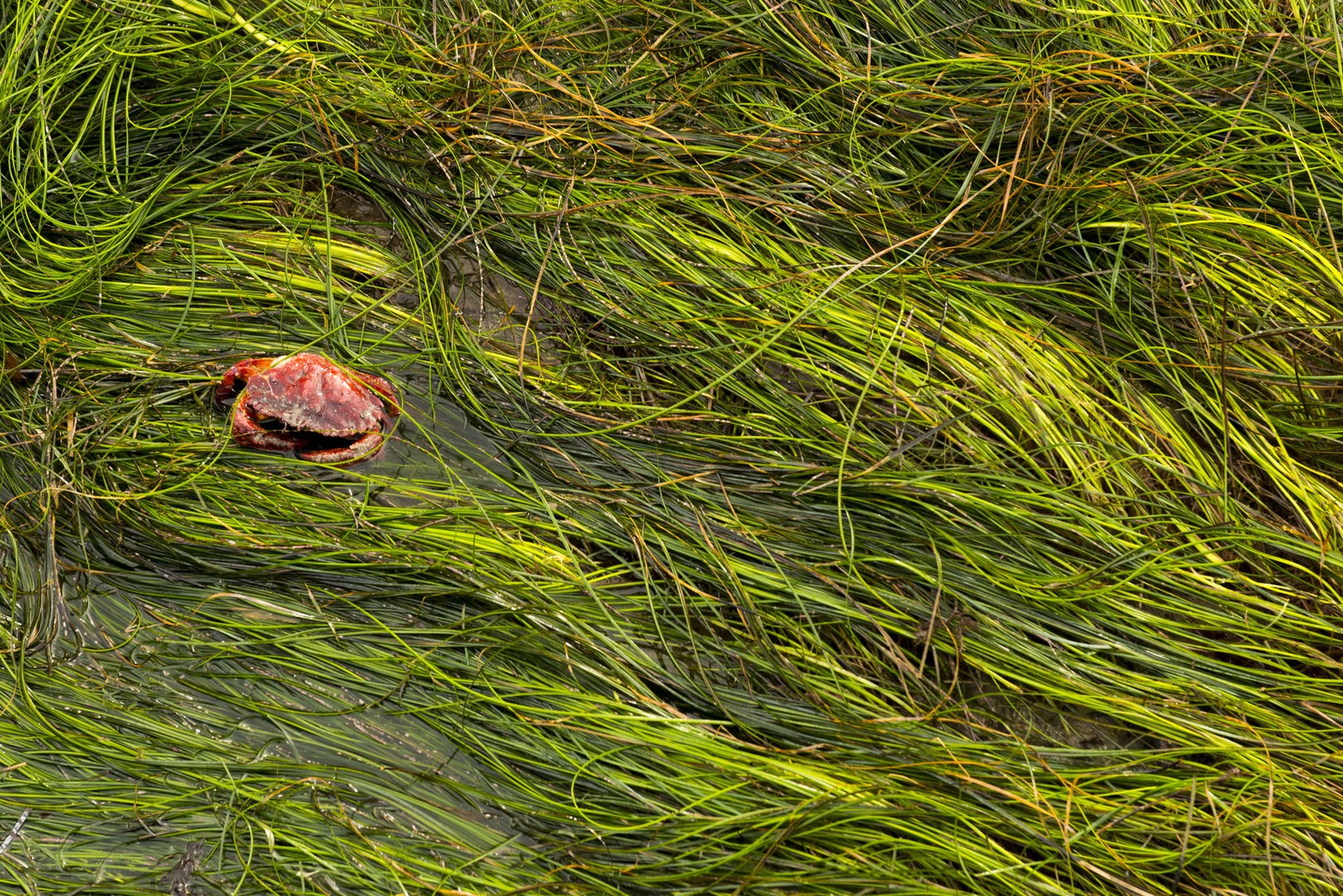 Otter Crest Marine Gardens | Outdoor Project