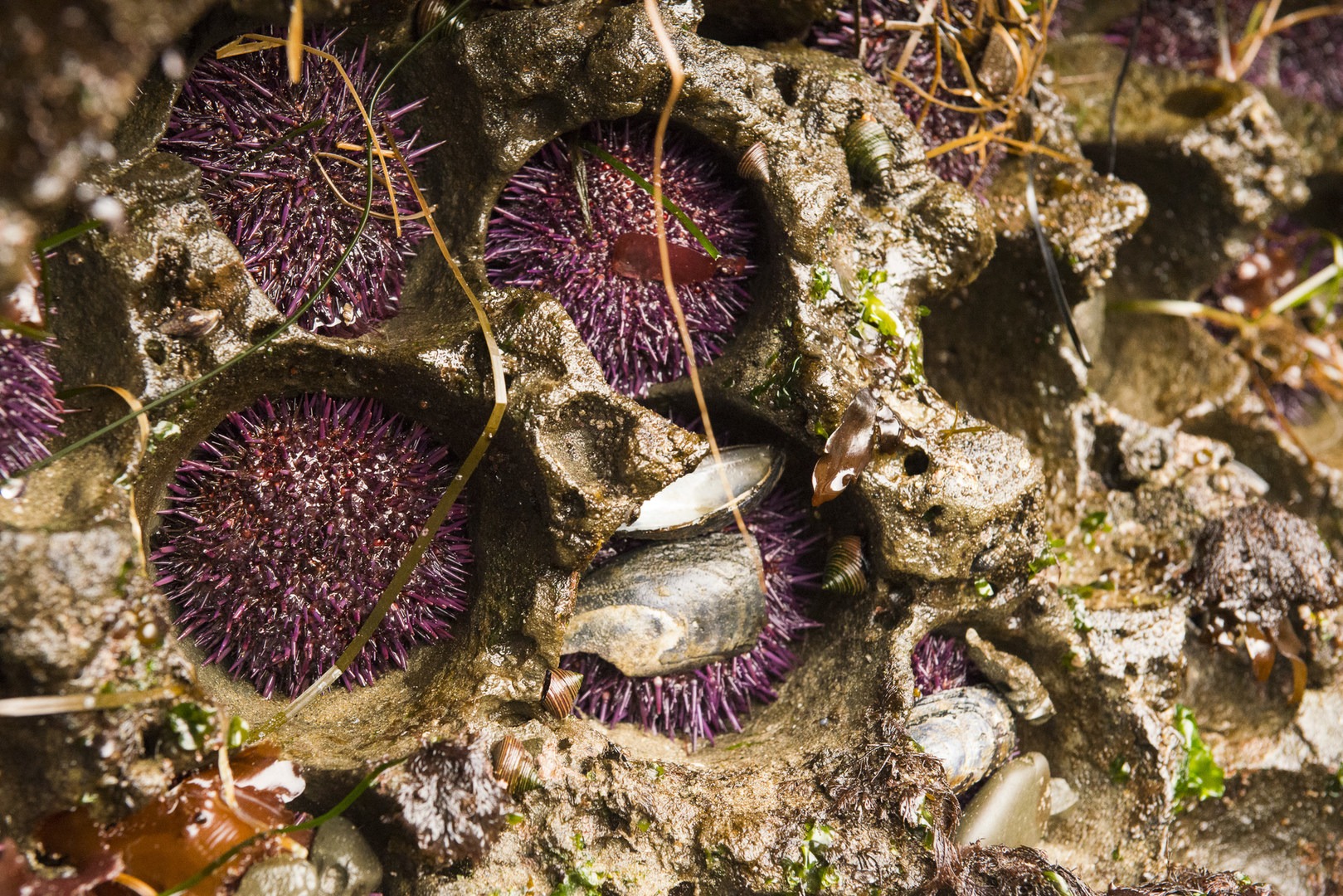 Otter Crest Marine Gardens | Outdoor Project