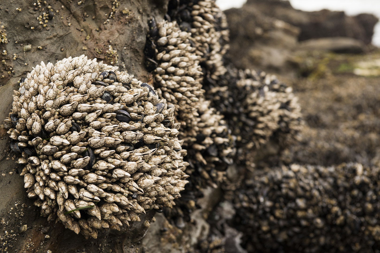 Otter Crest Marine Gardens | Outdoor Project