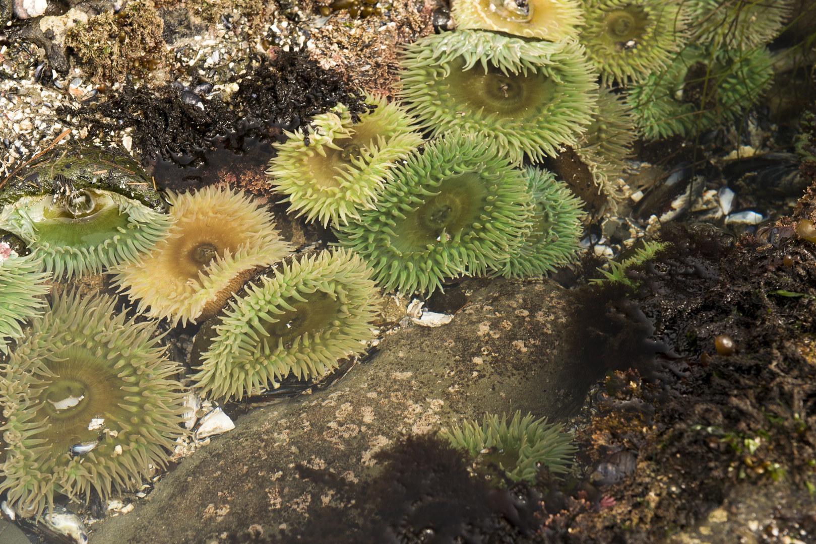 Otter Crest Marine Gardens | Outdoor Project