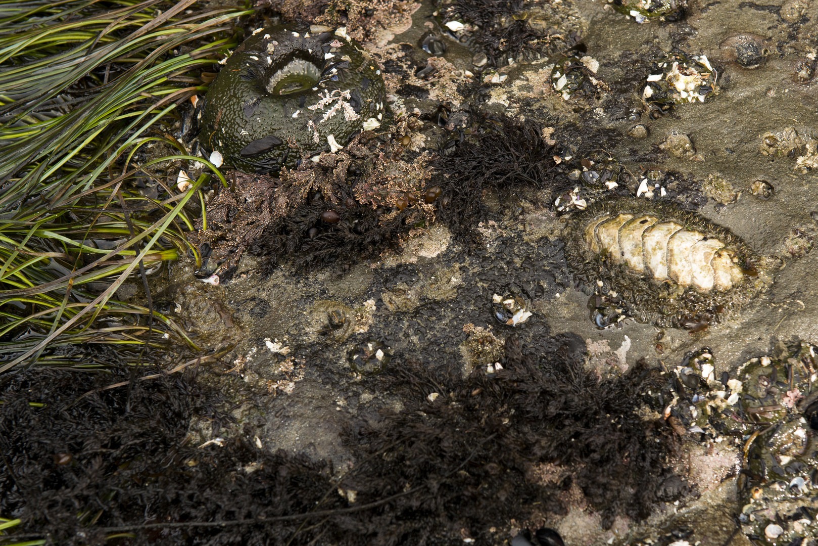 Otter Crest Marine Gardens | Outdoor Project