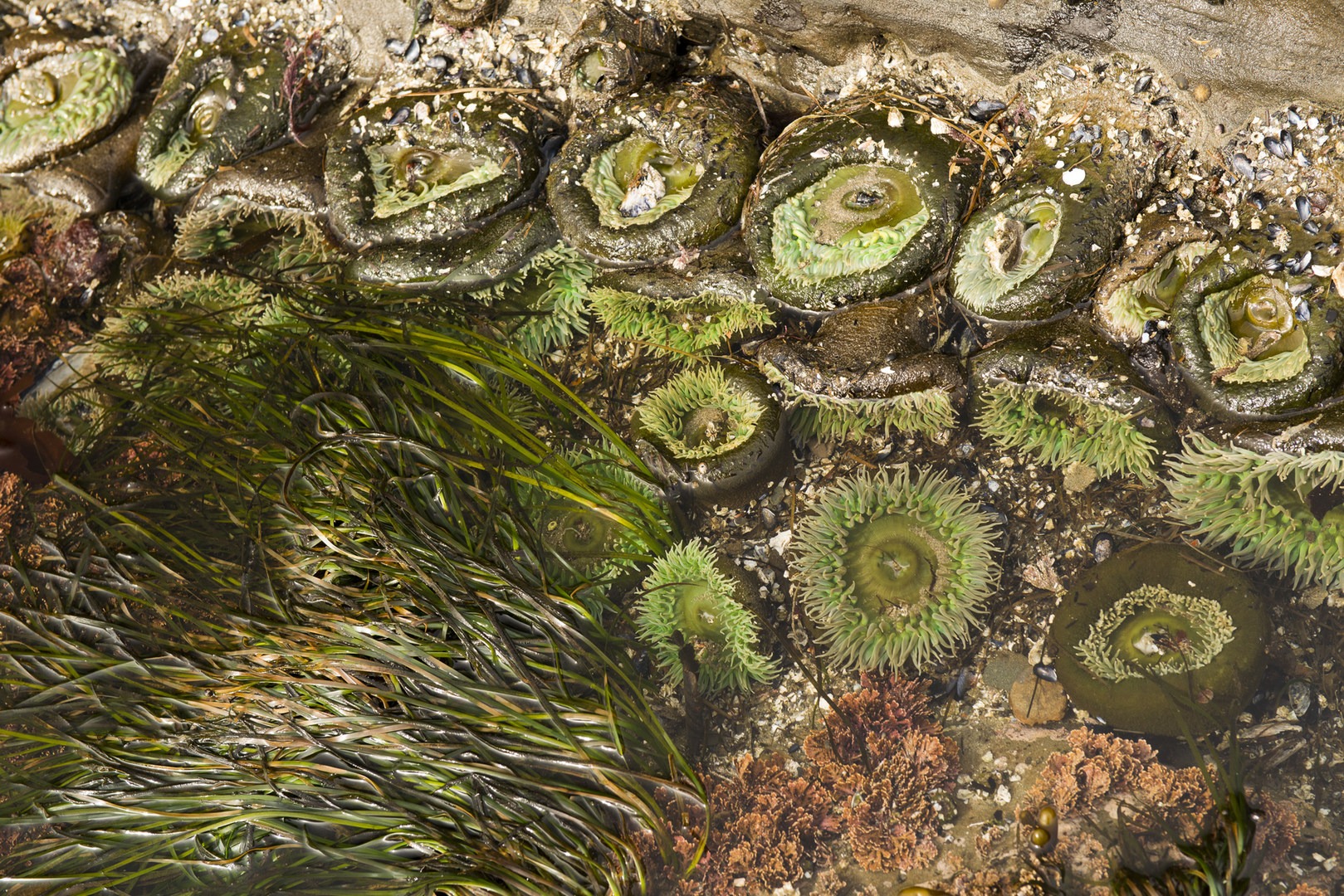 Otter Crest Marine Gardens | Outdoor Project