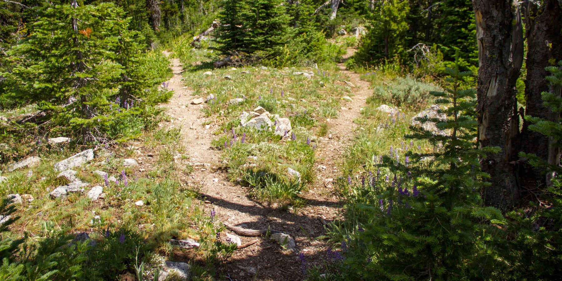 Elkhorn Crest Trail Lost Lake + Summit Lake Outdoor Project