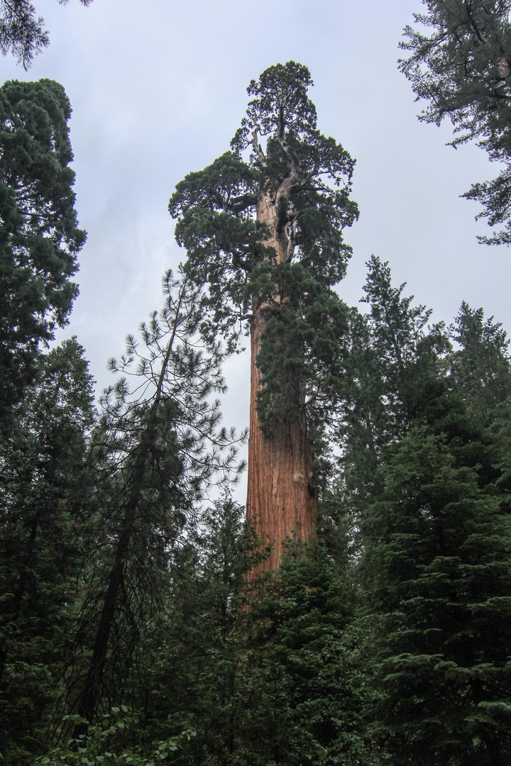 Grant Grove + General Grant Tree Outdoor Project