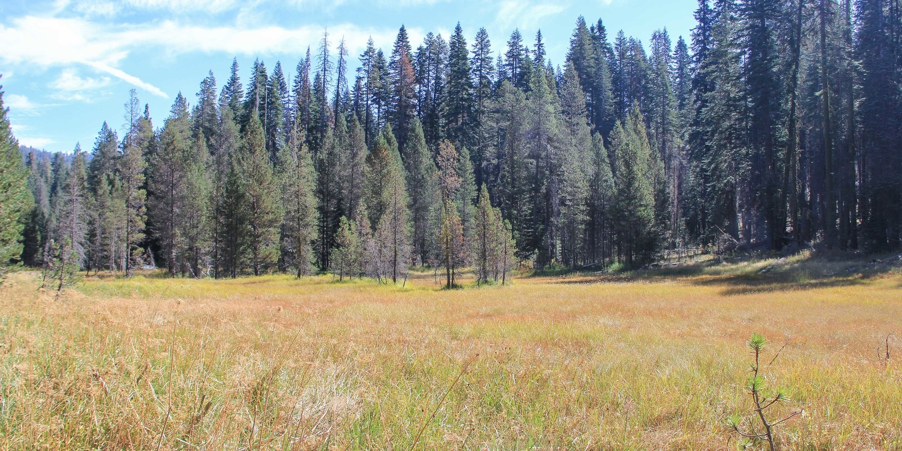 Crane Flat Campground Outdoor Project