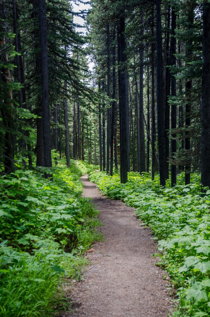 Pacific Northwest National Scenic - 01 Glacier 4641 