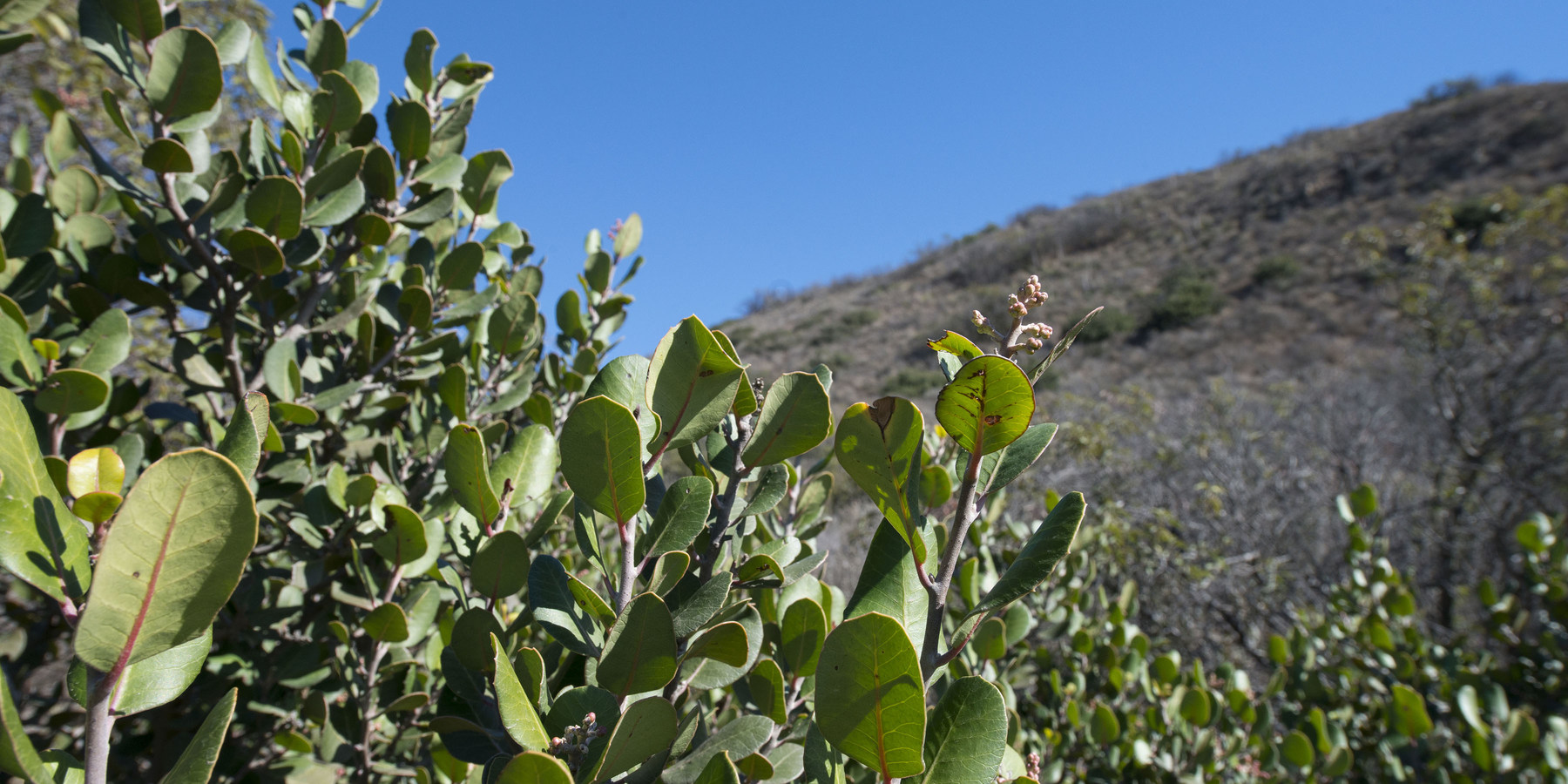 Nicholas Flat to Willow Creek Loop Hike Outdoor Project