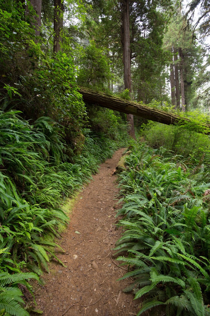 James Irvine Trail, Prairie Creek to Fern Canyon Outdoor Project