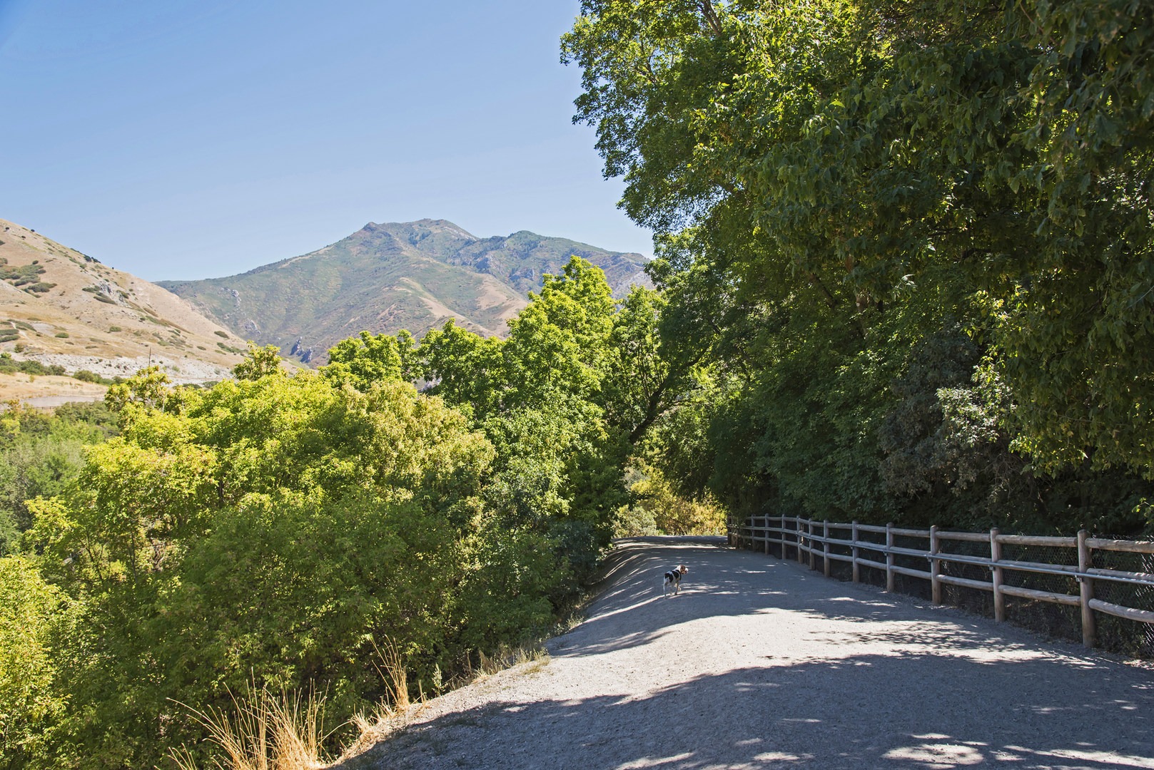Tanner Dog Park Outdoor Project