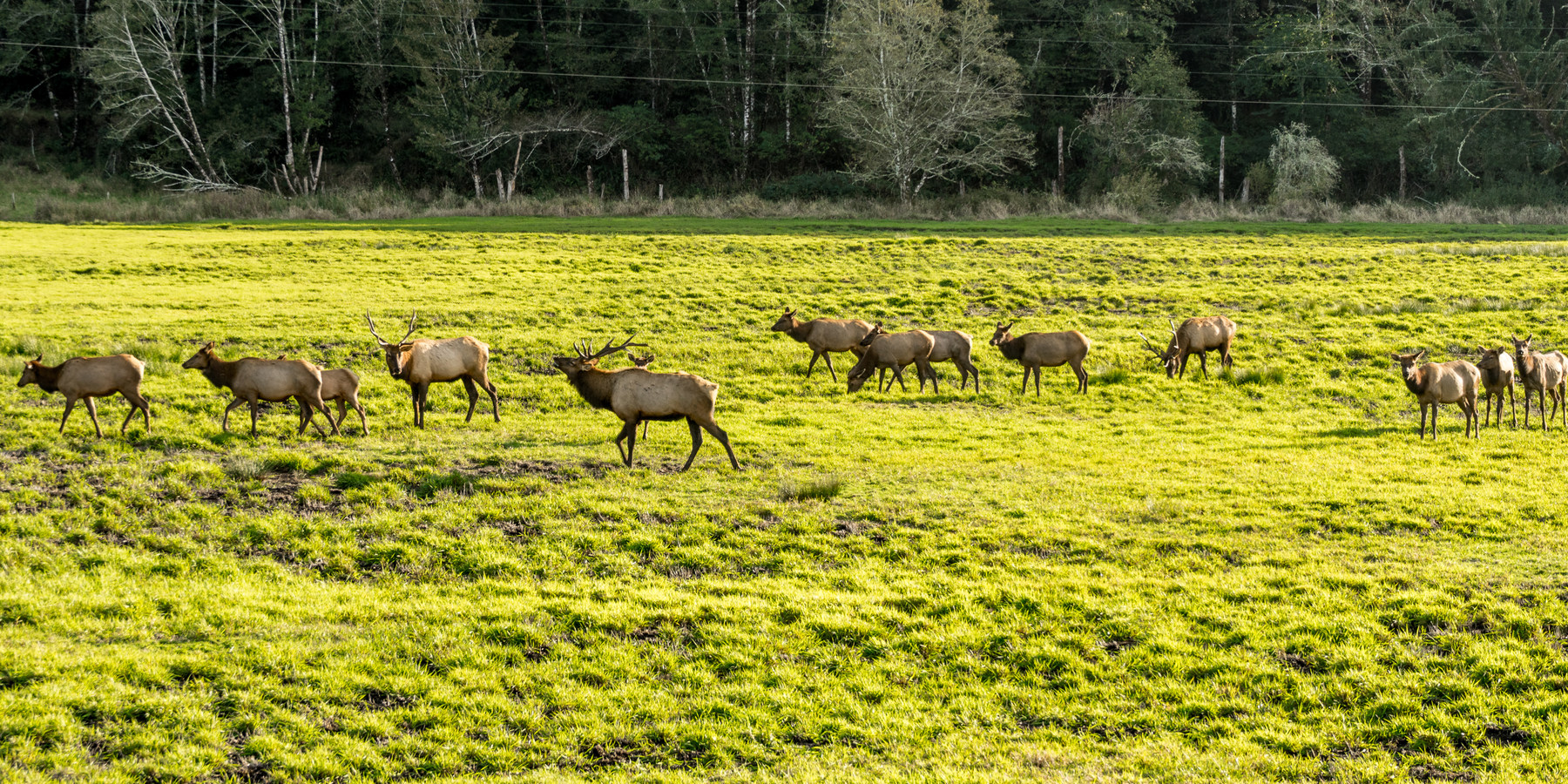 Dean Creek Elk Viewing Area Outdoor Project