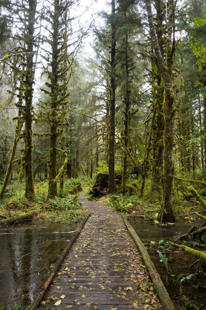 Maple Glade trail - Picture of Quinault Rain Forest 