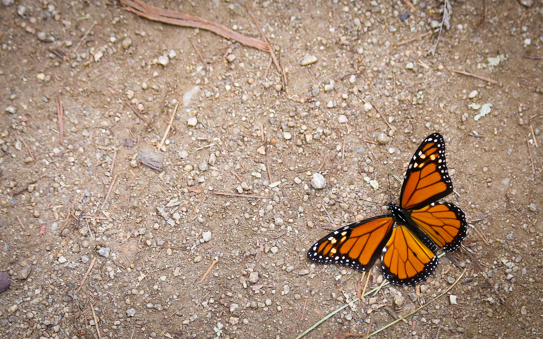Monarch Butterfly Sanctuary | Outdoor Project