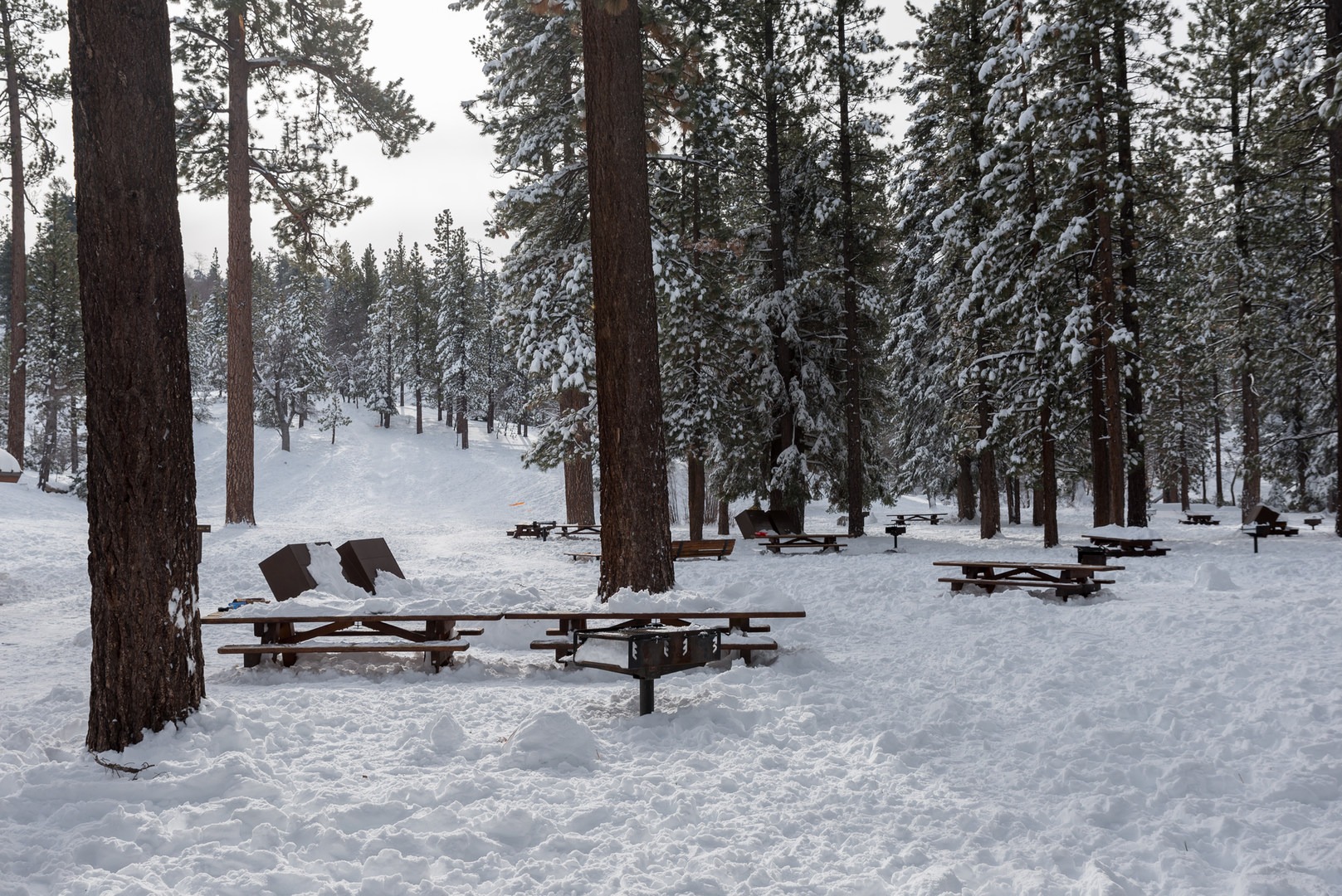 Aspen Glen Picnic Area Sledding Outdoor Project