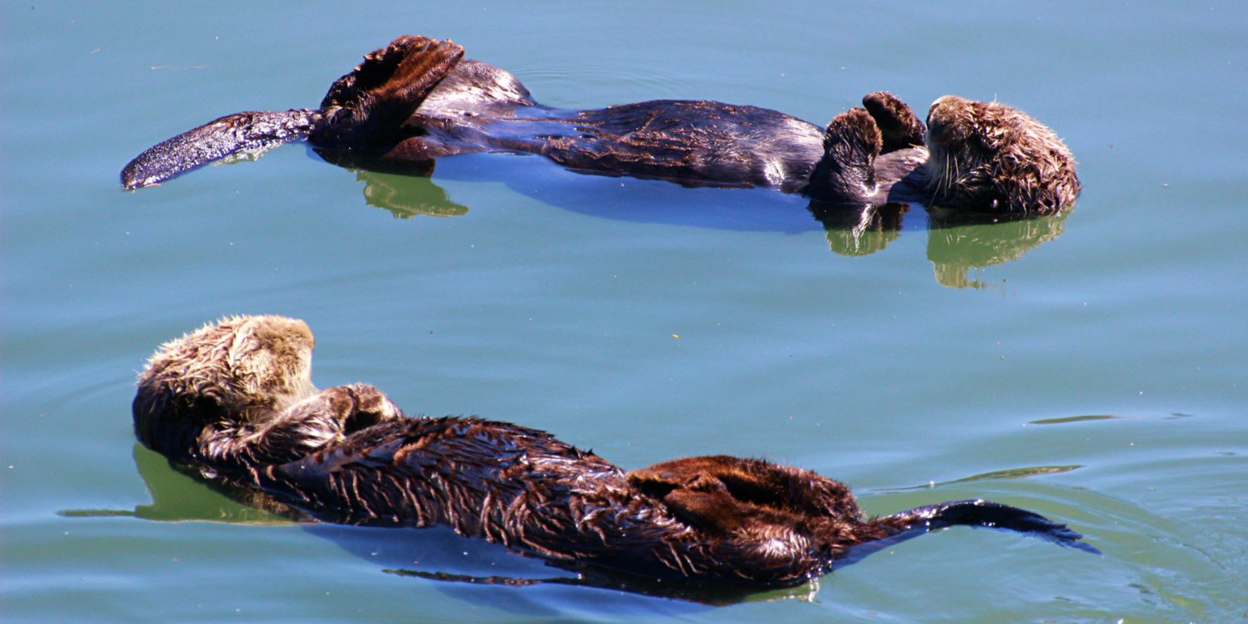 Morro Bay Sea Otter Viewing | Outdoor Project