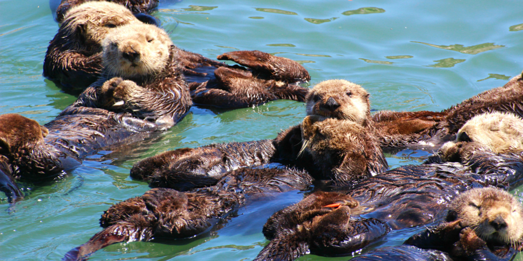 Morro Bay Sea Otter Viewing | Outdoor Project