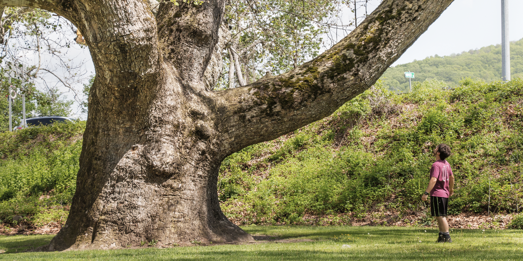 Pinchot Sycamore Outdoor Project