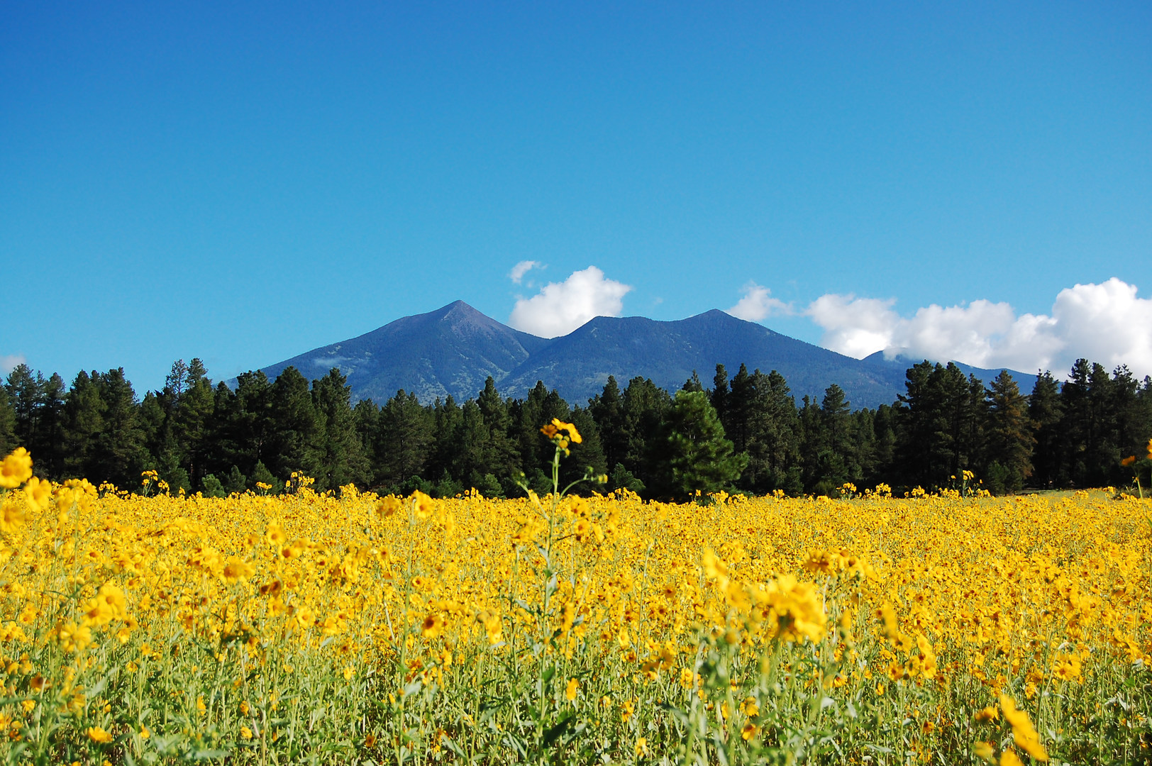 Fort Valley Flower Field Outdoor Project