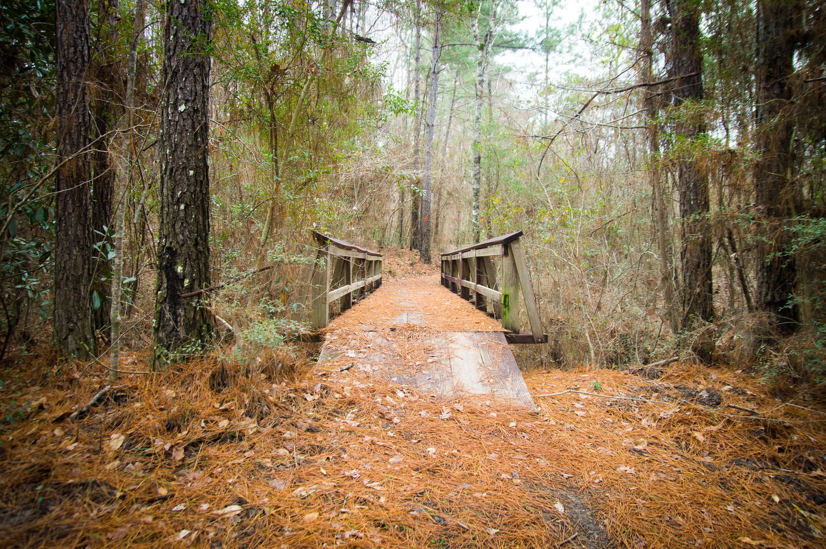 Kisatchie Bayou Campground Outdoor Project