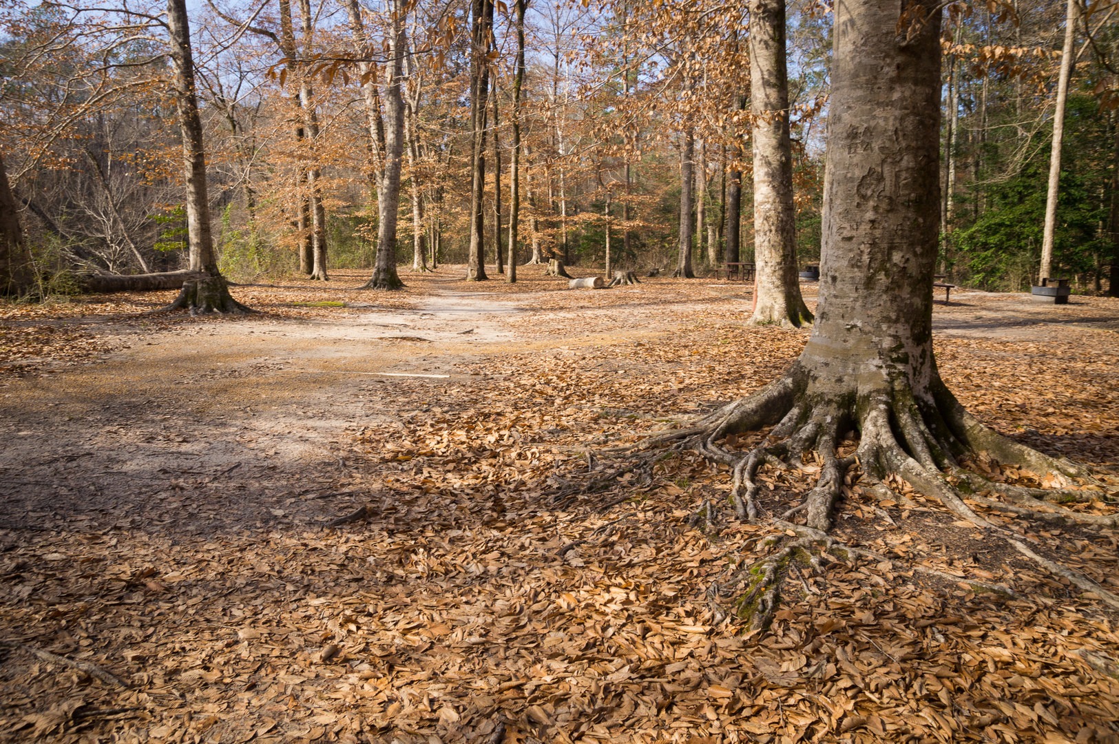 Kisatchie Bayou Campground Outdoor Project