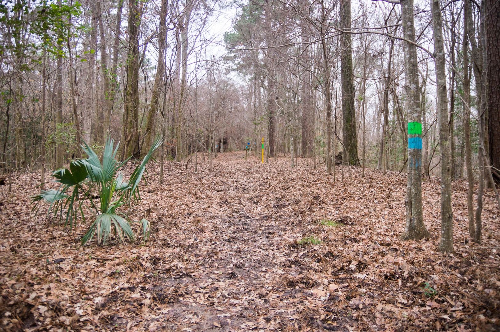 Tunica Hills Wildlife Management Area Hiking Trails Outdoor Project