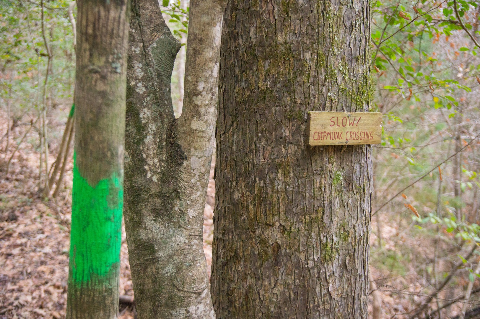 Tunica Hills Wildlife Management Area Hiking Trails Outdoor Project