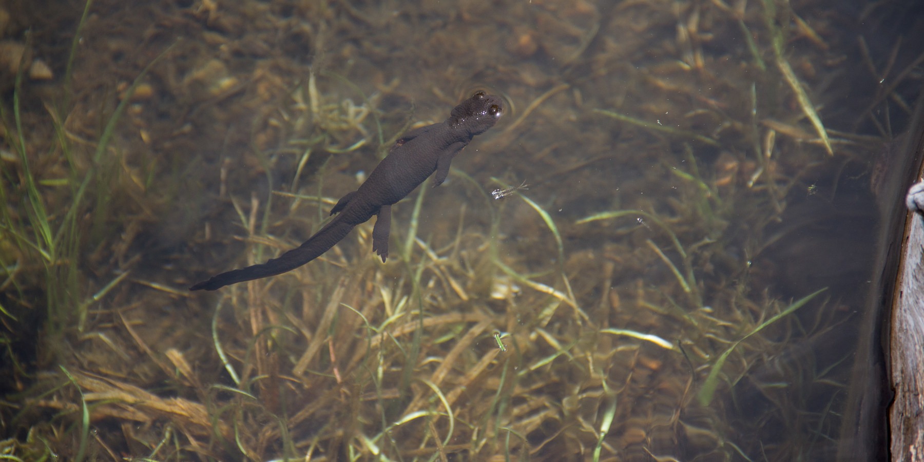 Oregon's Best Backpacking Trips Outdoor Project