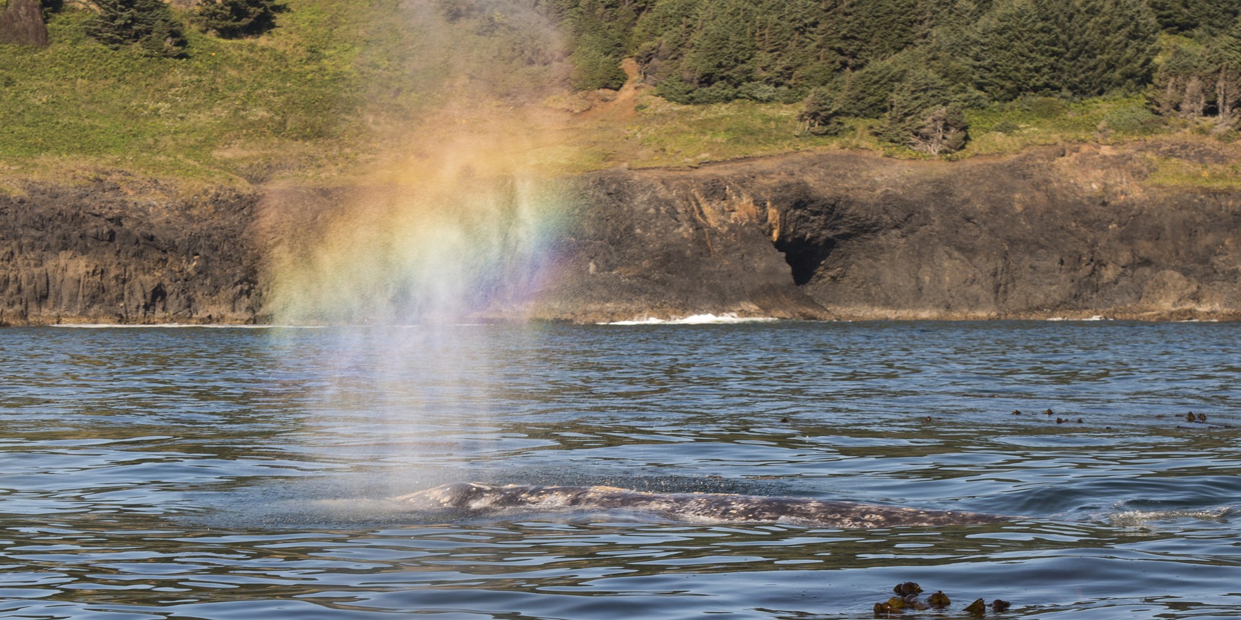 The Oregon Coast's Best Places for Whale Watching Outdoor Project