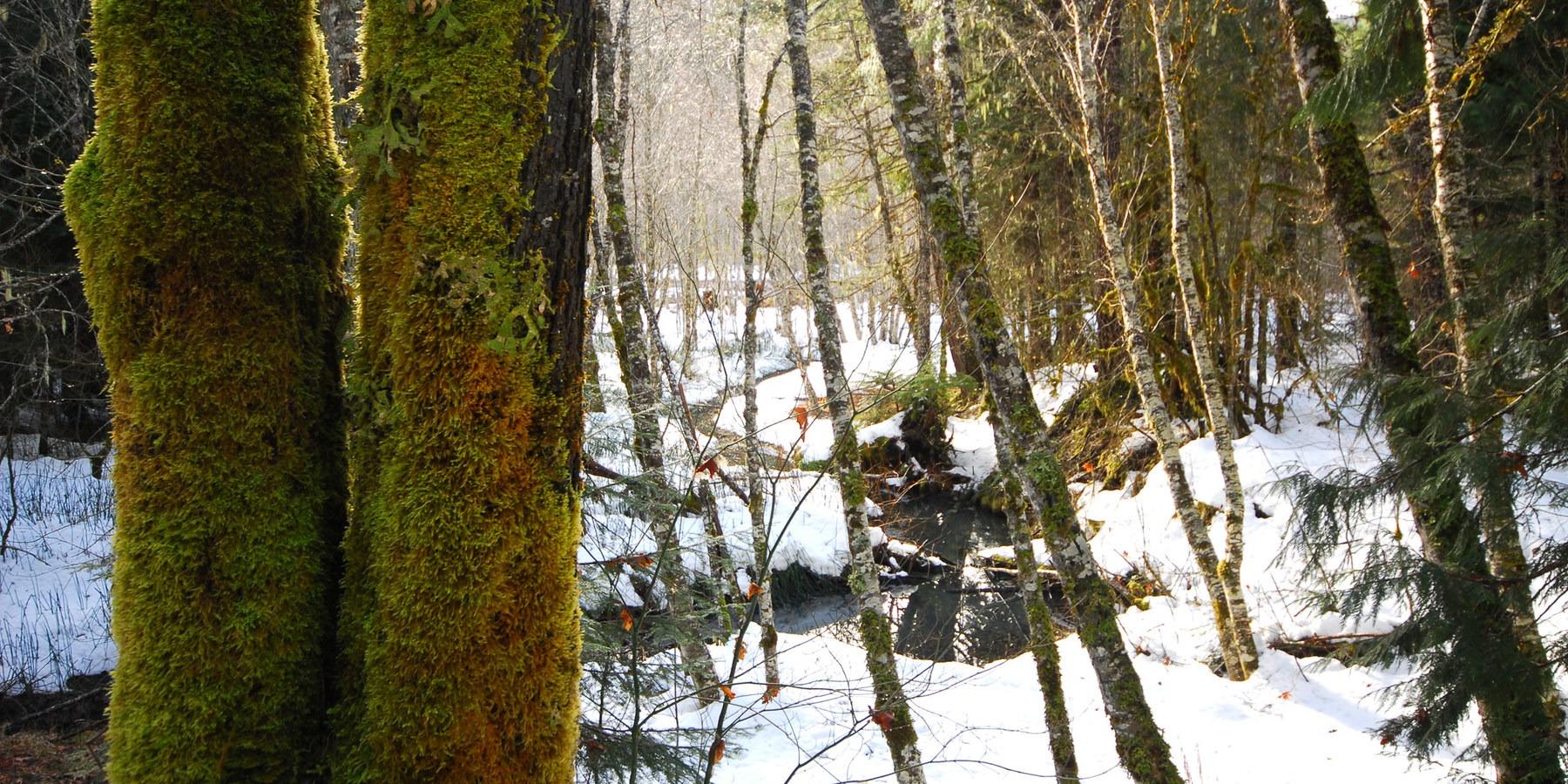 Portland's Nearest Hot Springs Outdoor Project