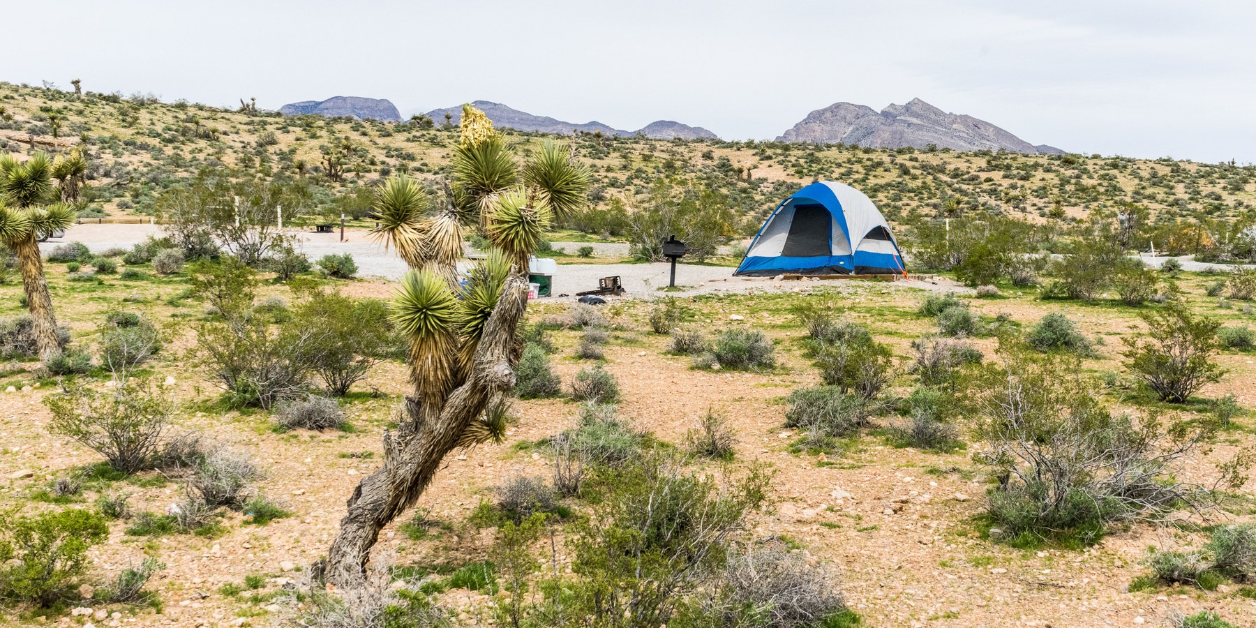 A Guide to Camping in the Mojave Desert Outdoor Project
