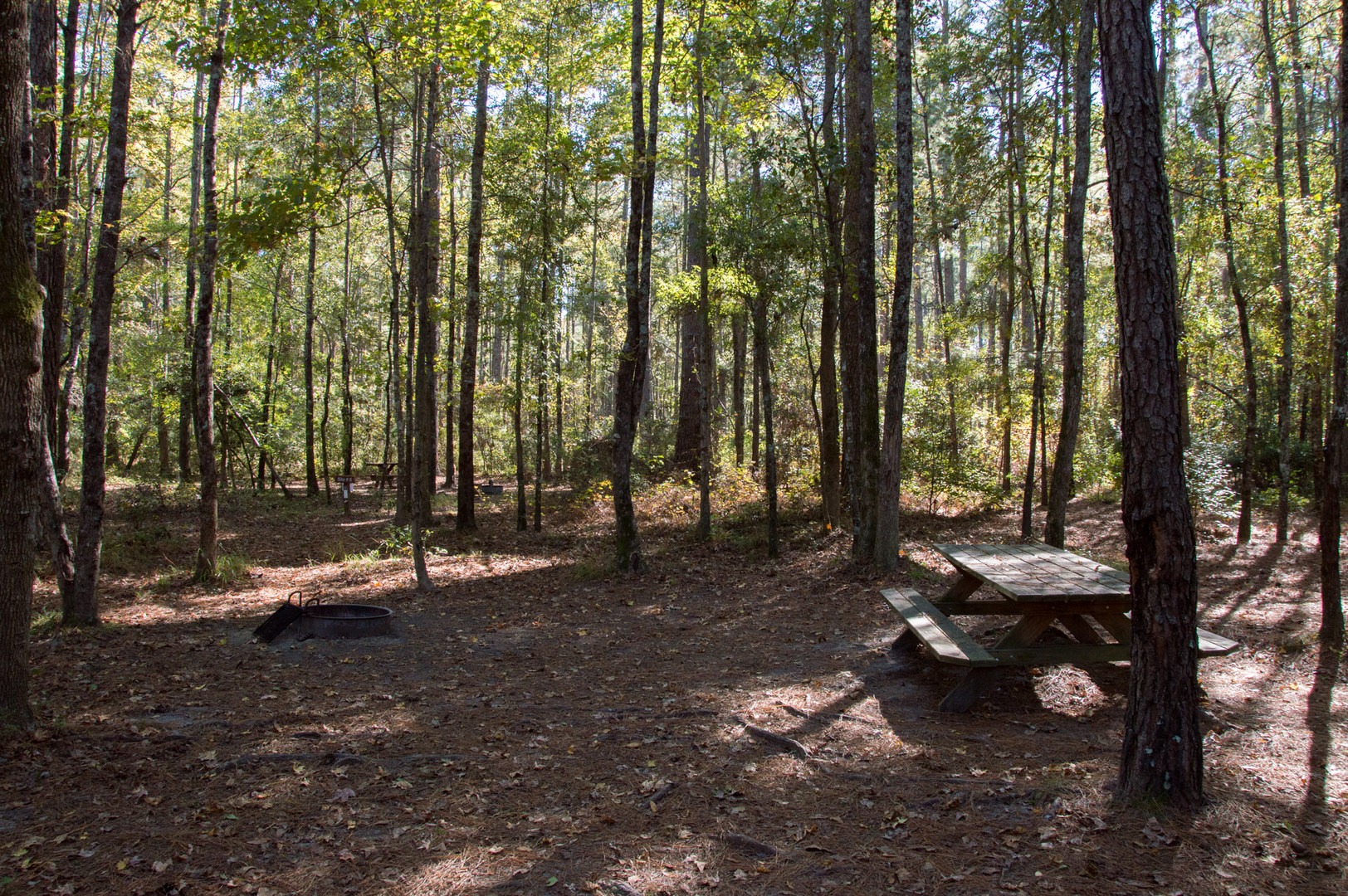 Congaree National Park Outdoor Project